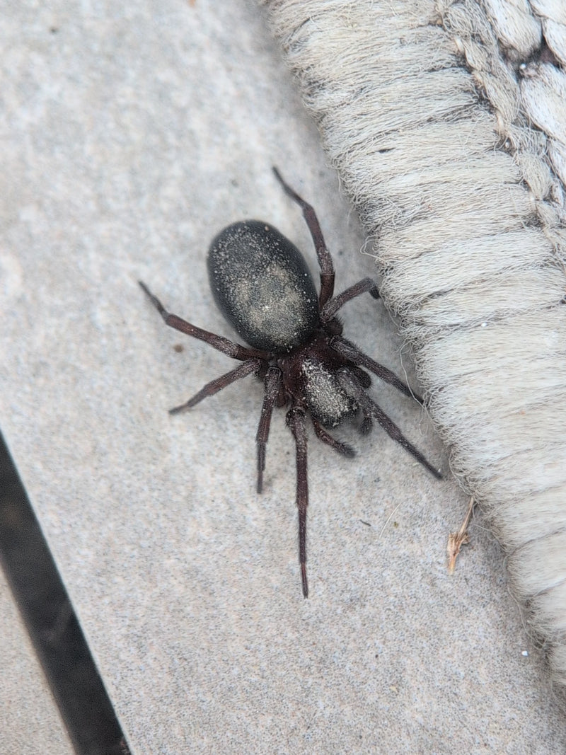 Finsterspinne — Bild 5