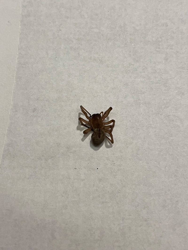 Finsterspinne (Gattung) — Bild 1