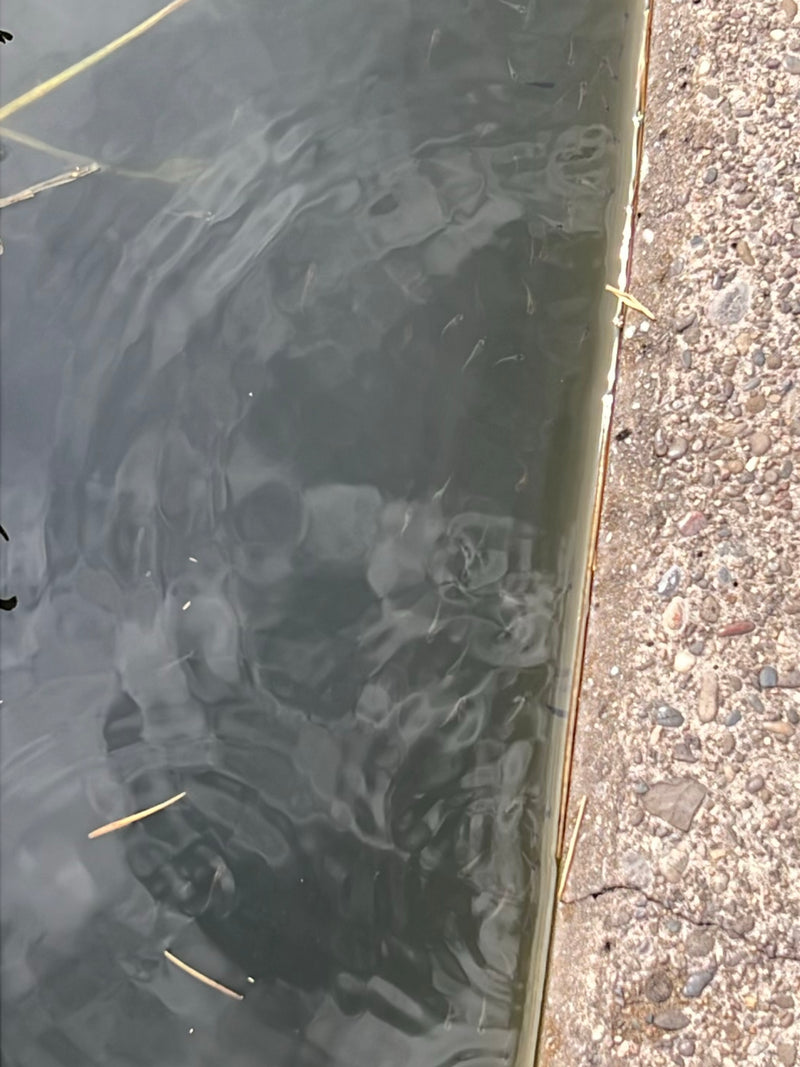 Fische — Bild 1 von 1