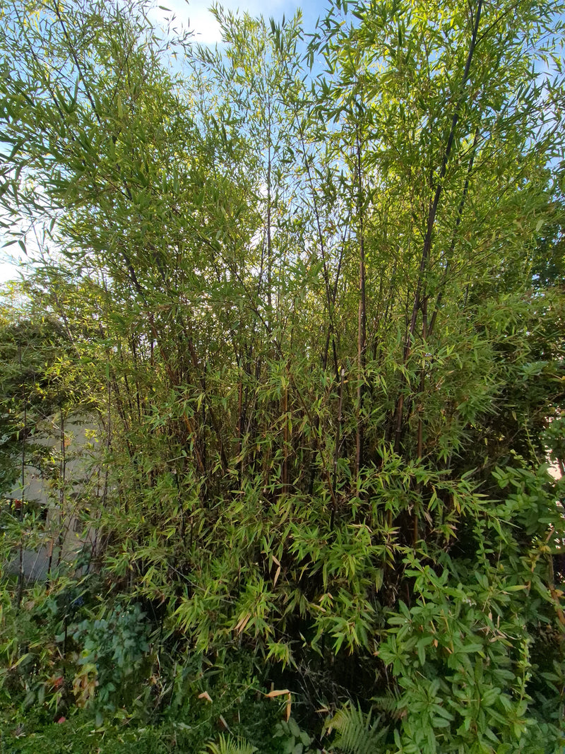 Flachrohrbambus — Bild 1