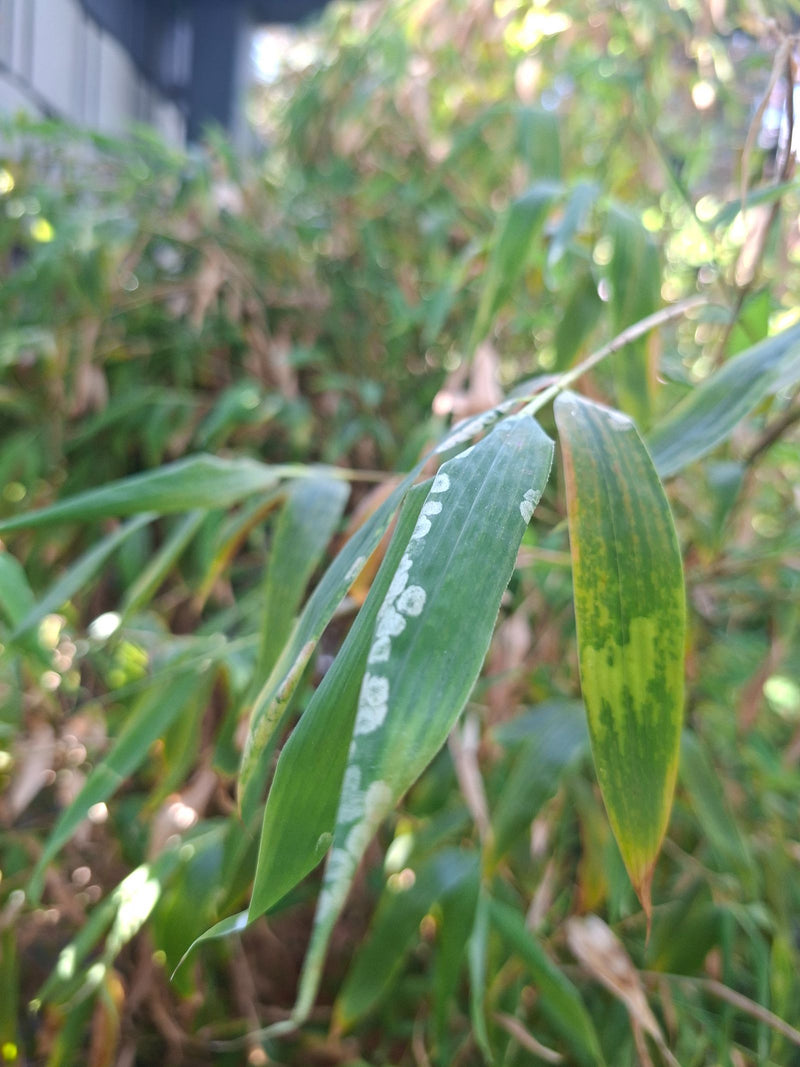 Flachrohrbambus — Bild 5