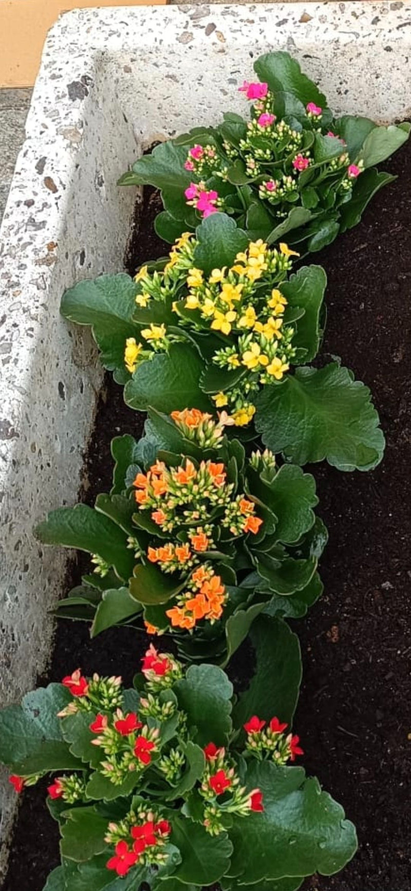 Flammendes Kaethchen — Bild 1