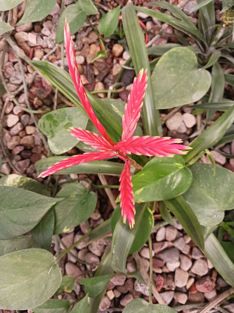 Flammendes Schwert — Bild 3