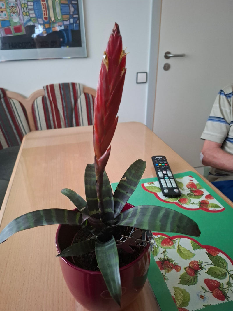 Flammendes Schwert — Bild 4