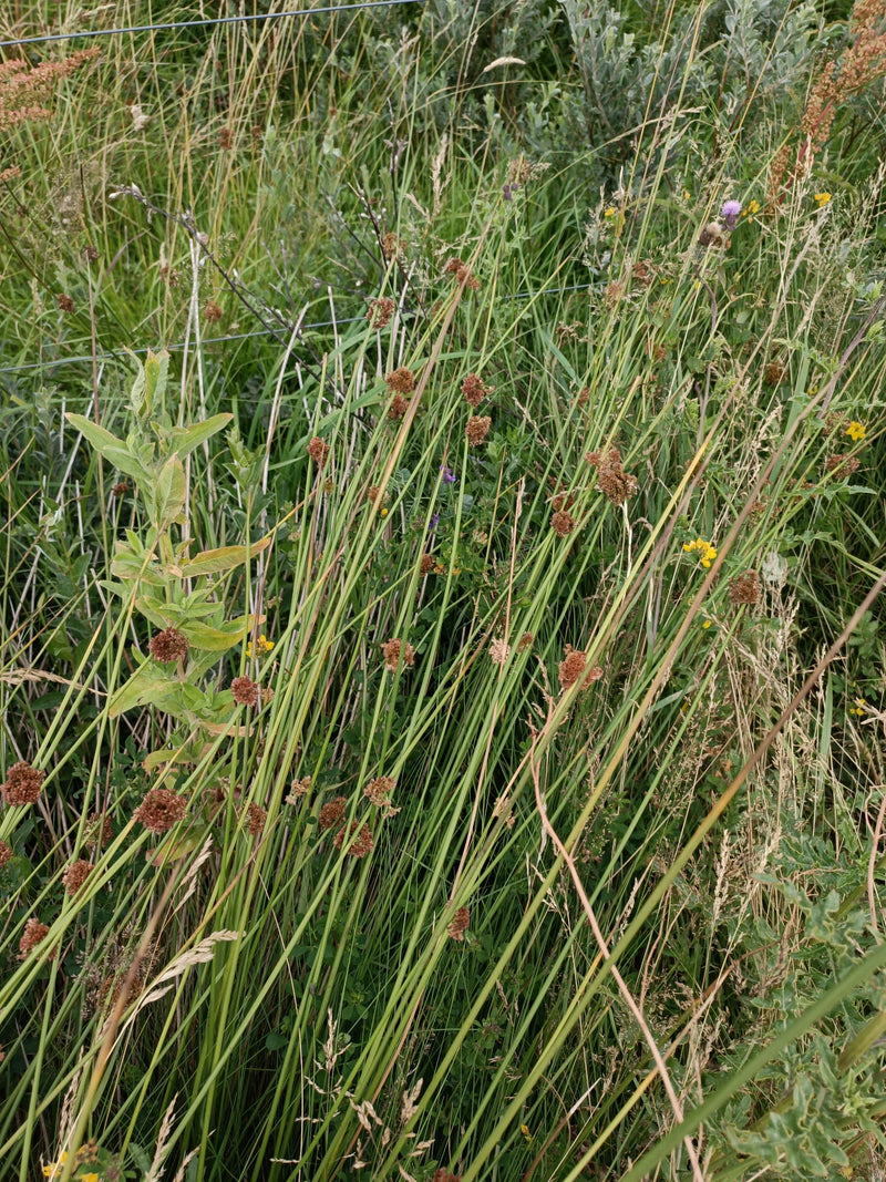 Flatter-Binse — Bild 1