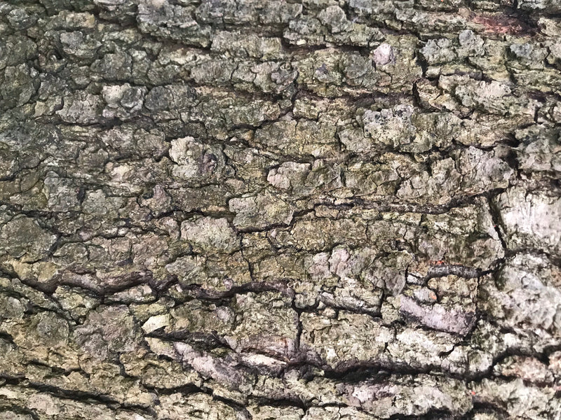 Flaumeiche — Bild 2 von 3