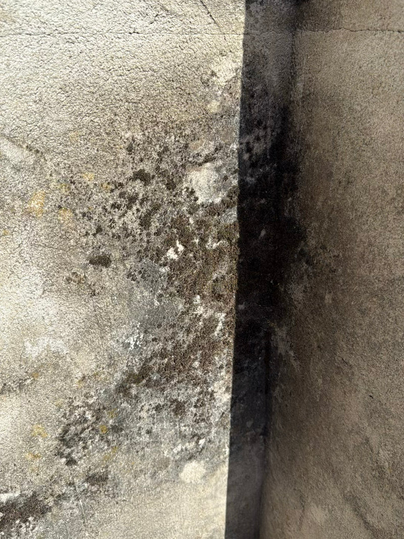 Flechten (allgemein) — Bild 2