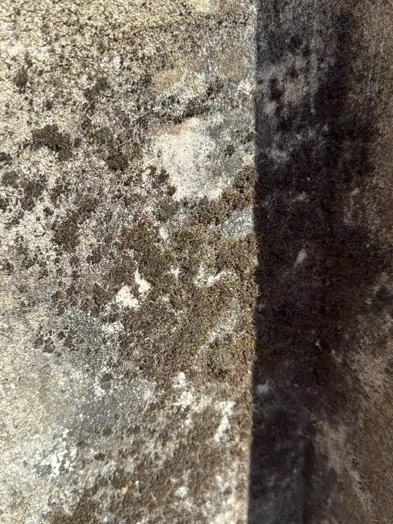 Flechten (allgemein) — Bild 1