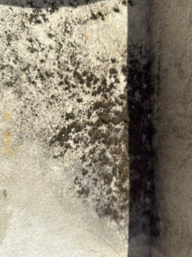 Flechten (allgemein) — Bild 3
