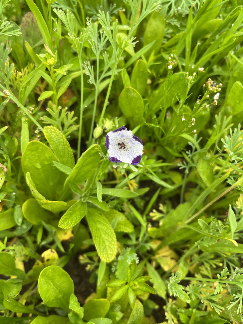 Fleckiges Hainblümchen — Bild 1