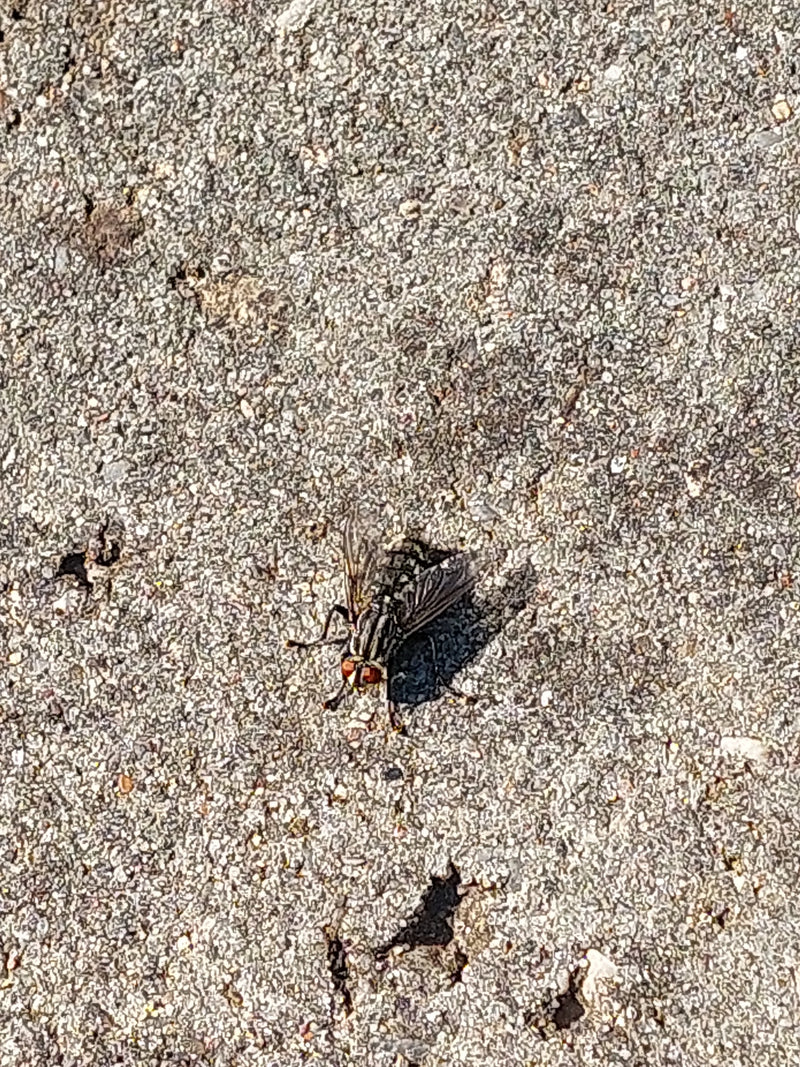 Fleischfliege — Bild 1