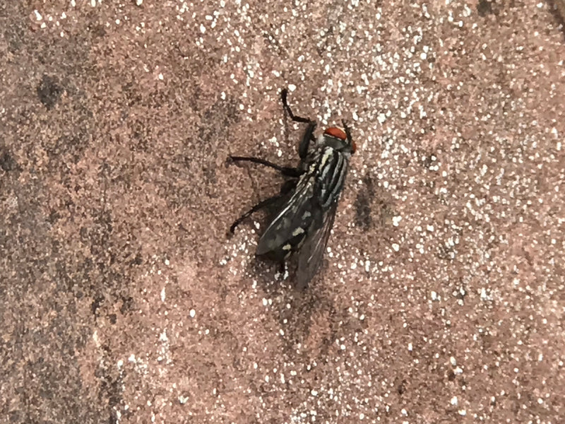 Auf dem Bild ist eine Fleischfliege von oben zu sehen, wie sie auf einem strukturierten Untergrund ruht.