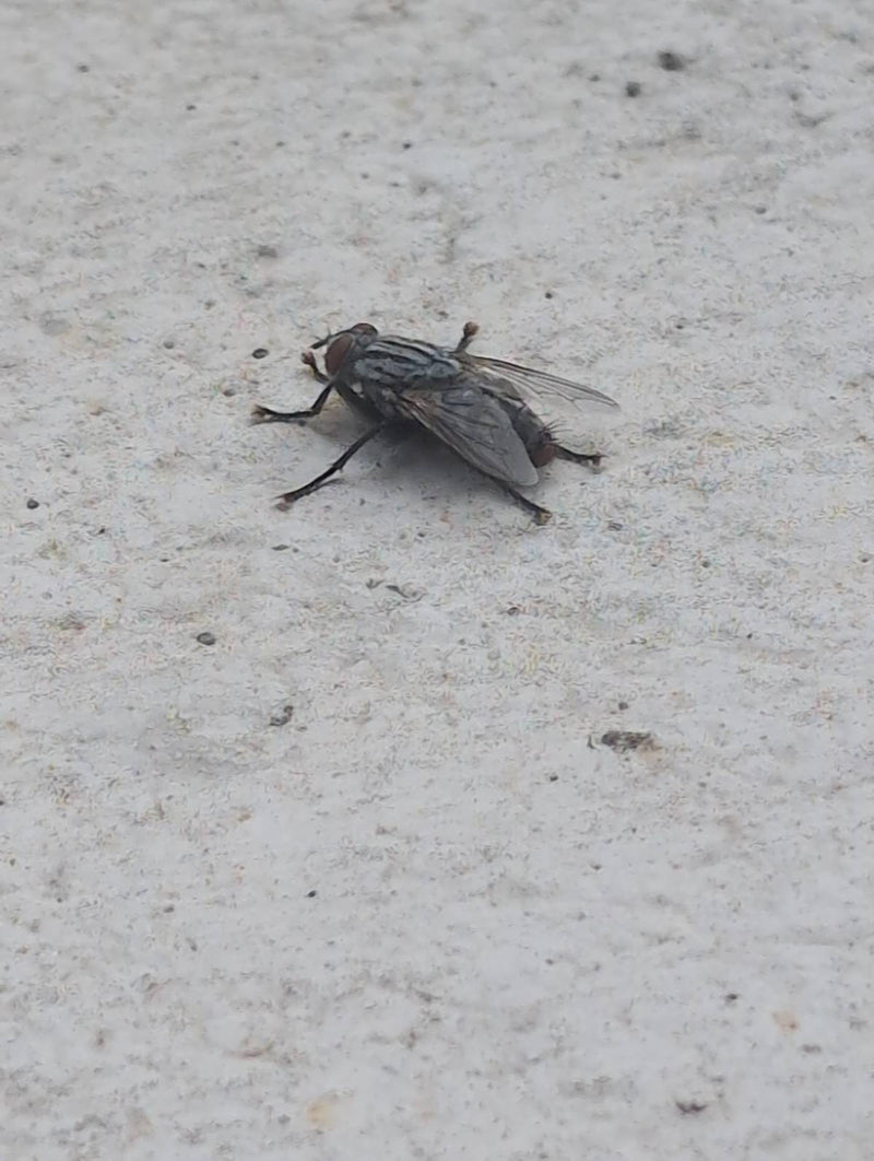 Fleischfliege — Bild 1