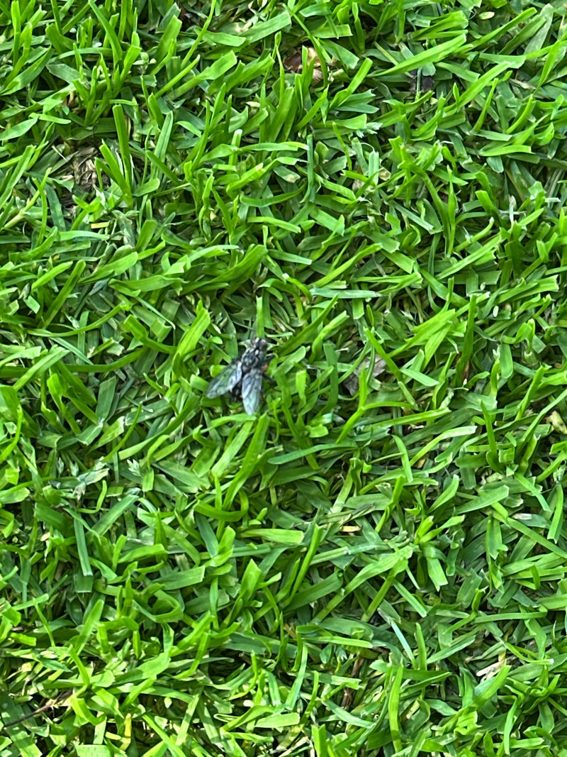 Fleischfliege — Bild 3