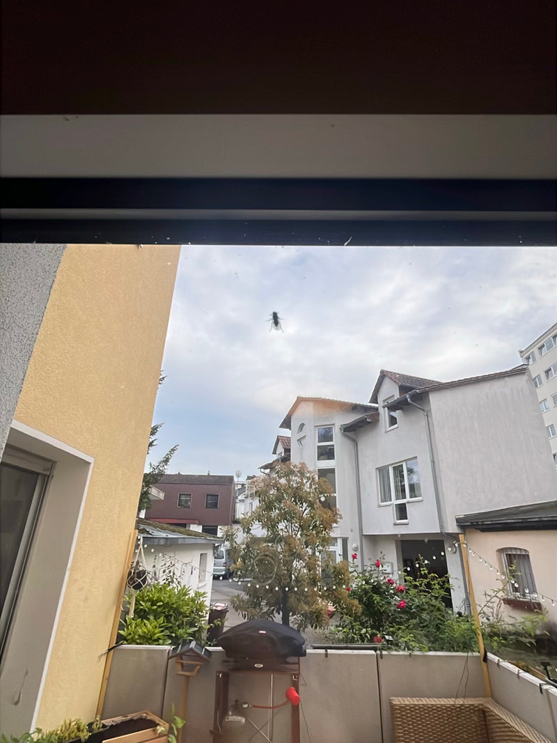 Fliege — Bild 1
