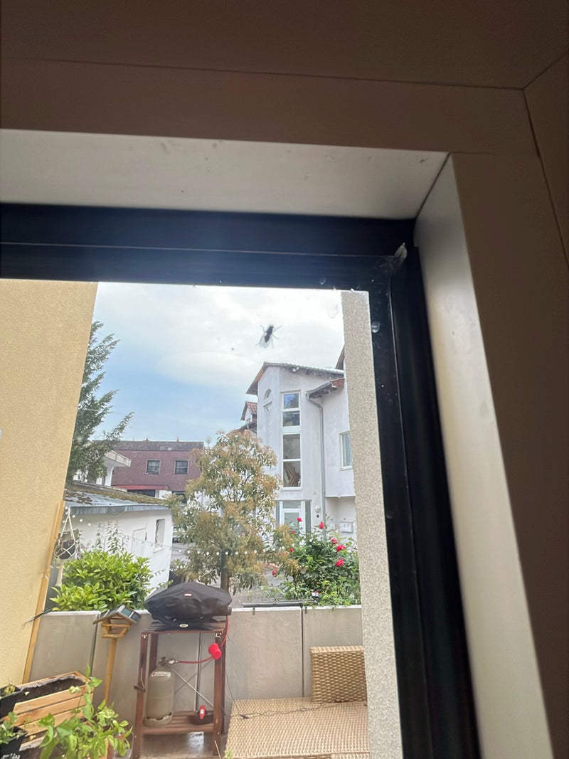 Fliege — Bild 2
