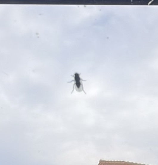 Fliege — Bild 4