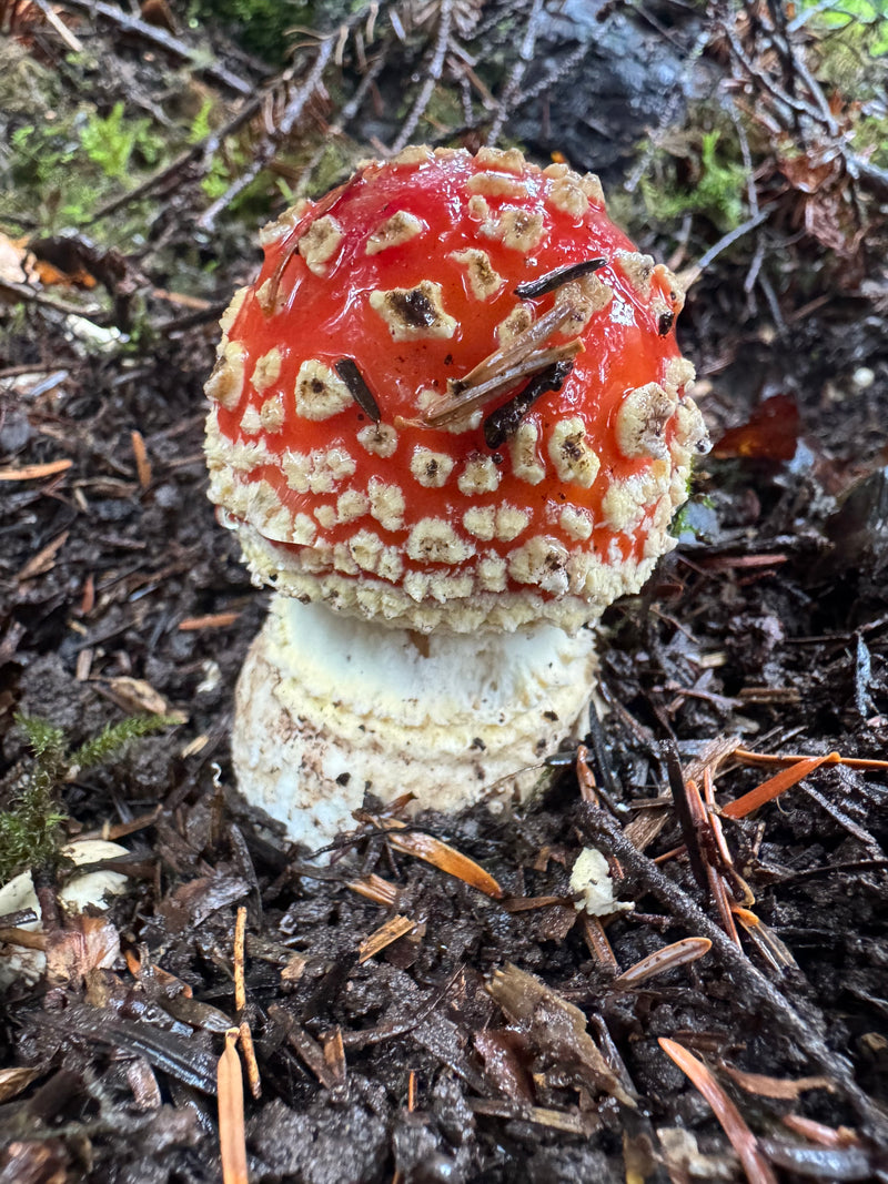 Ein junger Fliegenpilz mit gewölbtem rotem Hut und hellen Schuppen wächst auf feuchtem Waldboden zwischen Nadelstreu.