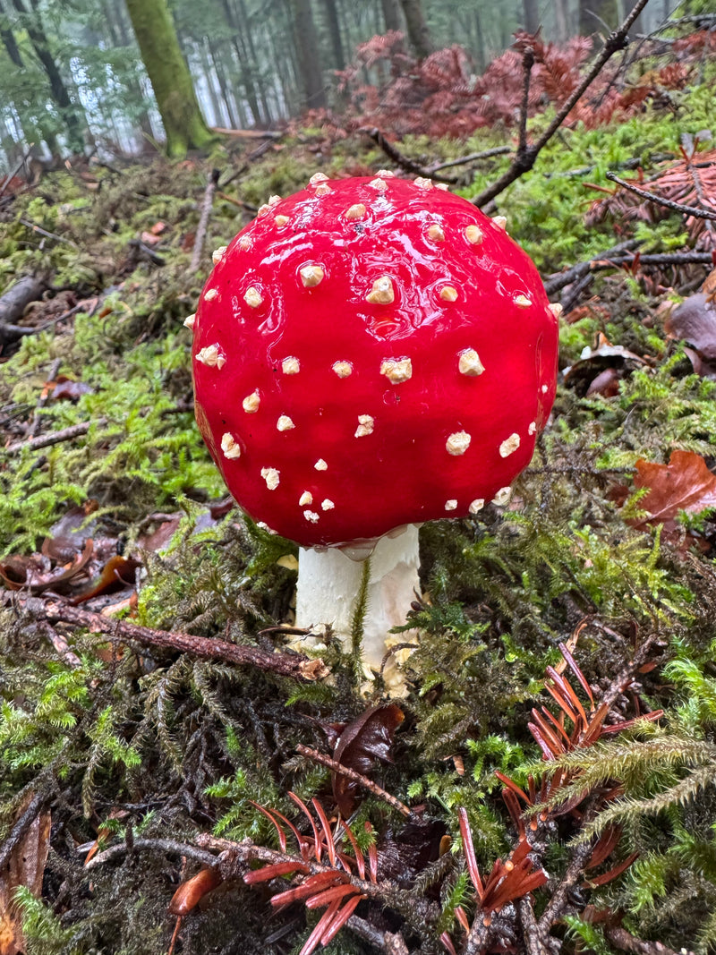 Ein Fliegenpilz mit leuchtend rotem, kugeligem Hut und weißen Flocken wächst auf moosigem Waldboden.