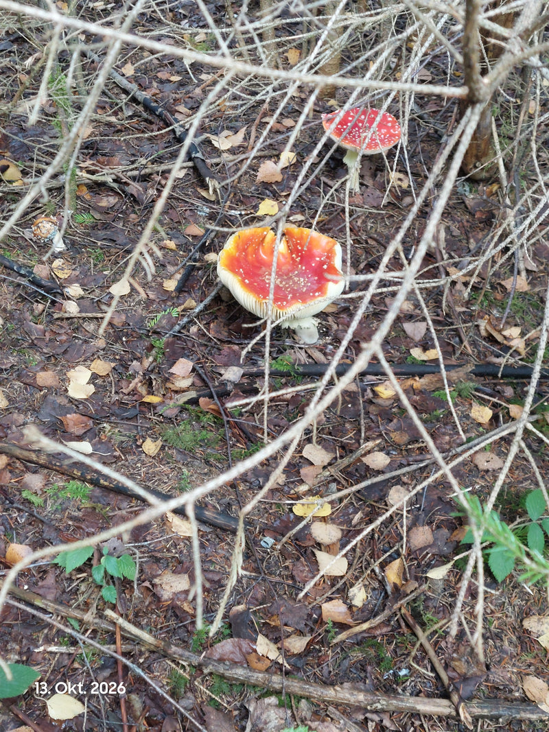 Zwei Fliegenpilze mit roten, weiß gefleckten Hüten wachsen auf laubbedecktem Waldboden hinter dürren Zweigen.