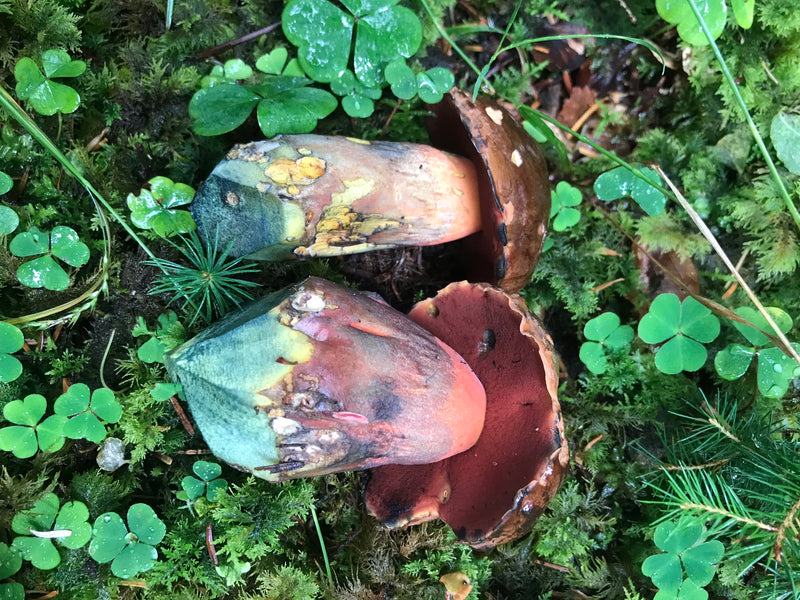 Flockenstieliger Hexenröhrling — Bild 3 von 14