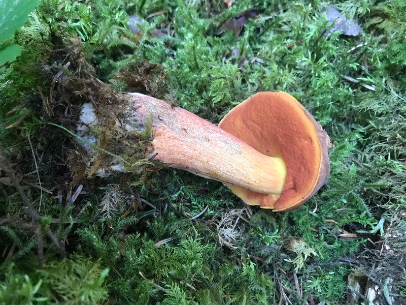 Flockenstieliger Hexenröhrling — Bild 4 von 14