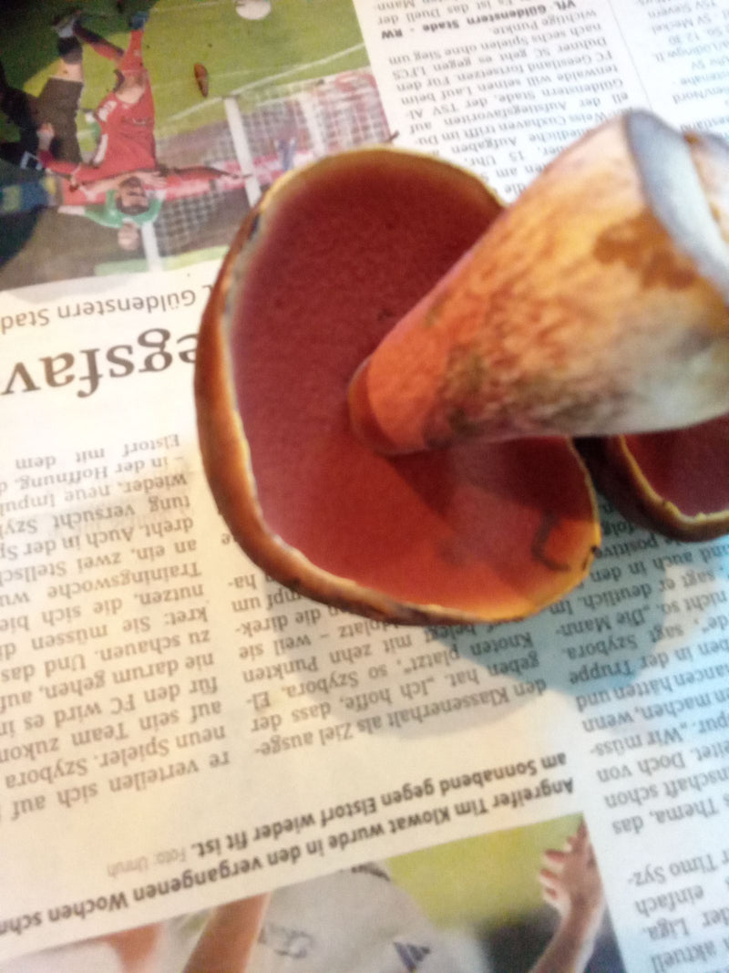 Die Unterseite des Hutes eines Flockenstieligen Hexenröhrlings mit leuchtend roten Röhren und flockigem Stiel liegt auf einer Zeitung.