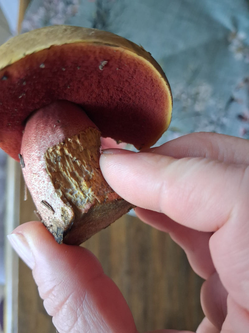 Ein Flockenstieliger Hexenröhrling mit braunem Hut, roten Poren und rötlich beflocktem Stiel wird in einer Hand gehalten.