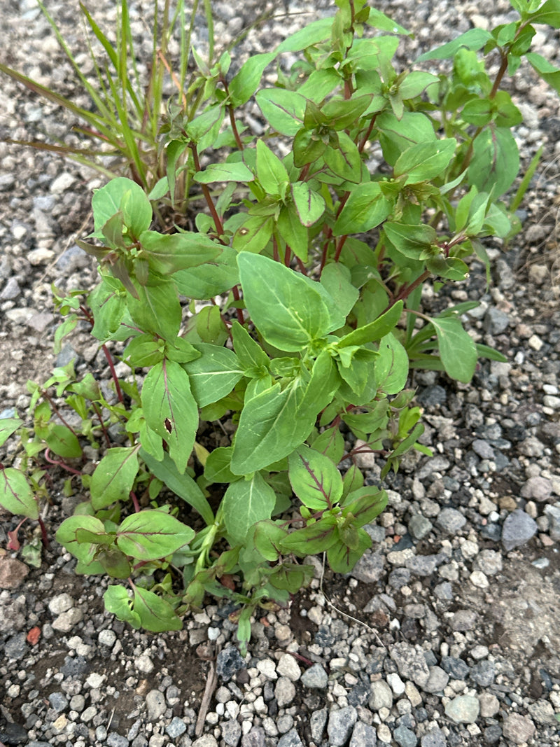Floh-Knöterich — Bild 3