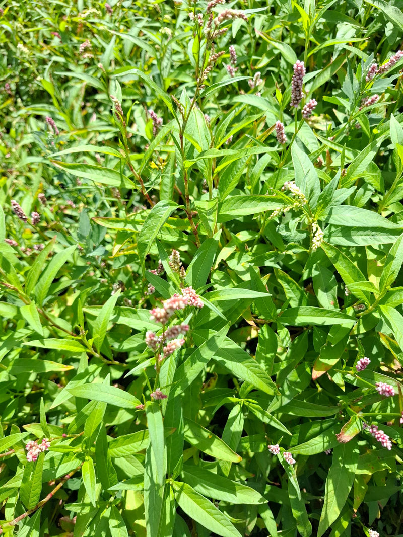 Floh-Knöterich — Bild 2