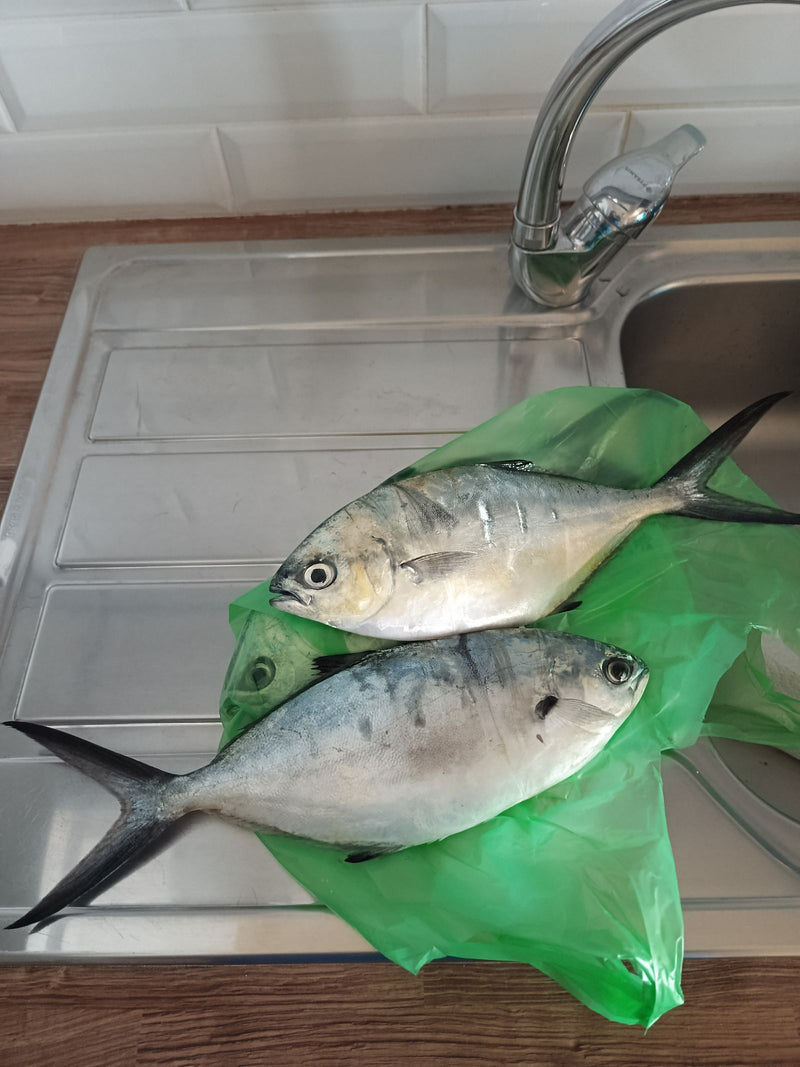 Florida-Pompano — Bild 1