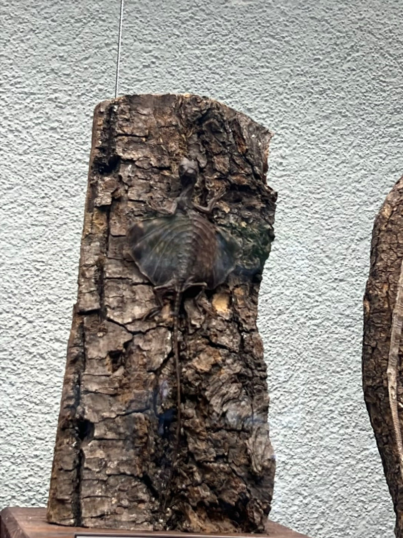 Flugdrache — Bild 1 von 1