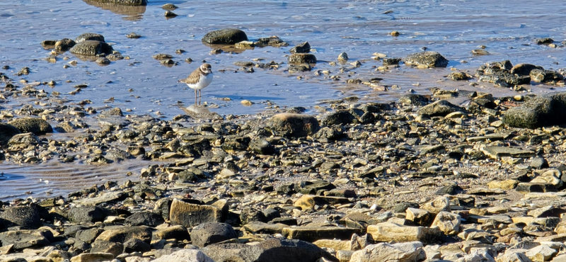 Ein Flussregenpfeifer steht im flachen Wasser an einem steinigen Ufer.