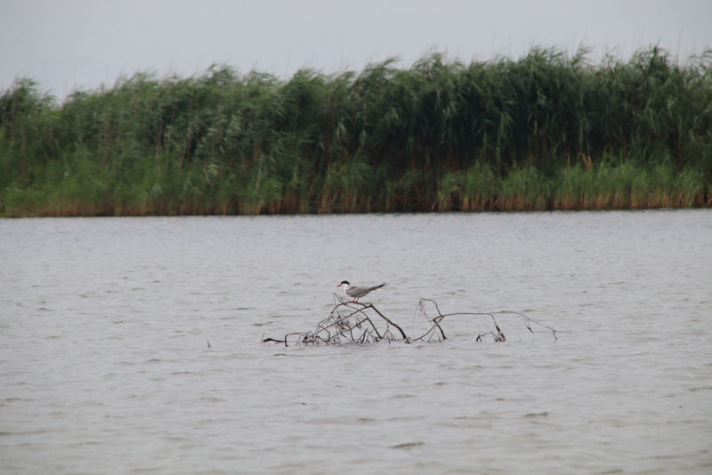 Eine Flussseeschwalbe sitzt auf einem aus dem Wasser ragenden Ast. Im Hintergrund ist ein schilfbewachsenes Ufer zu sehen.