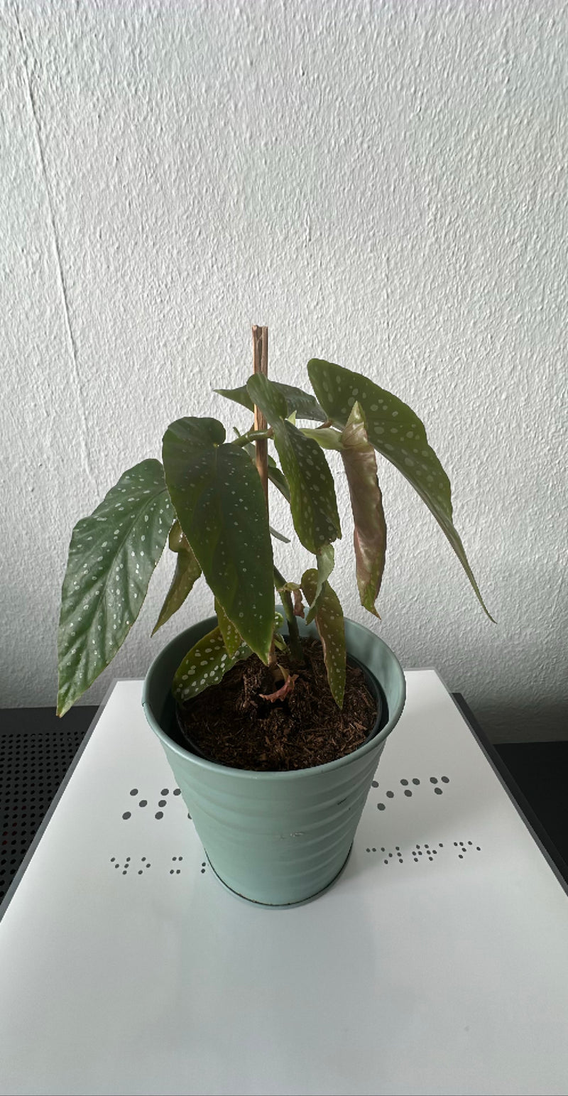 Forellenbegonie — Bild 4