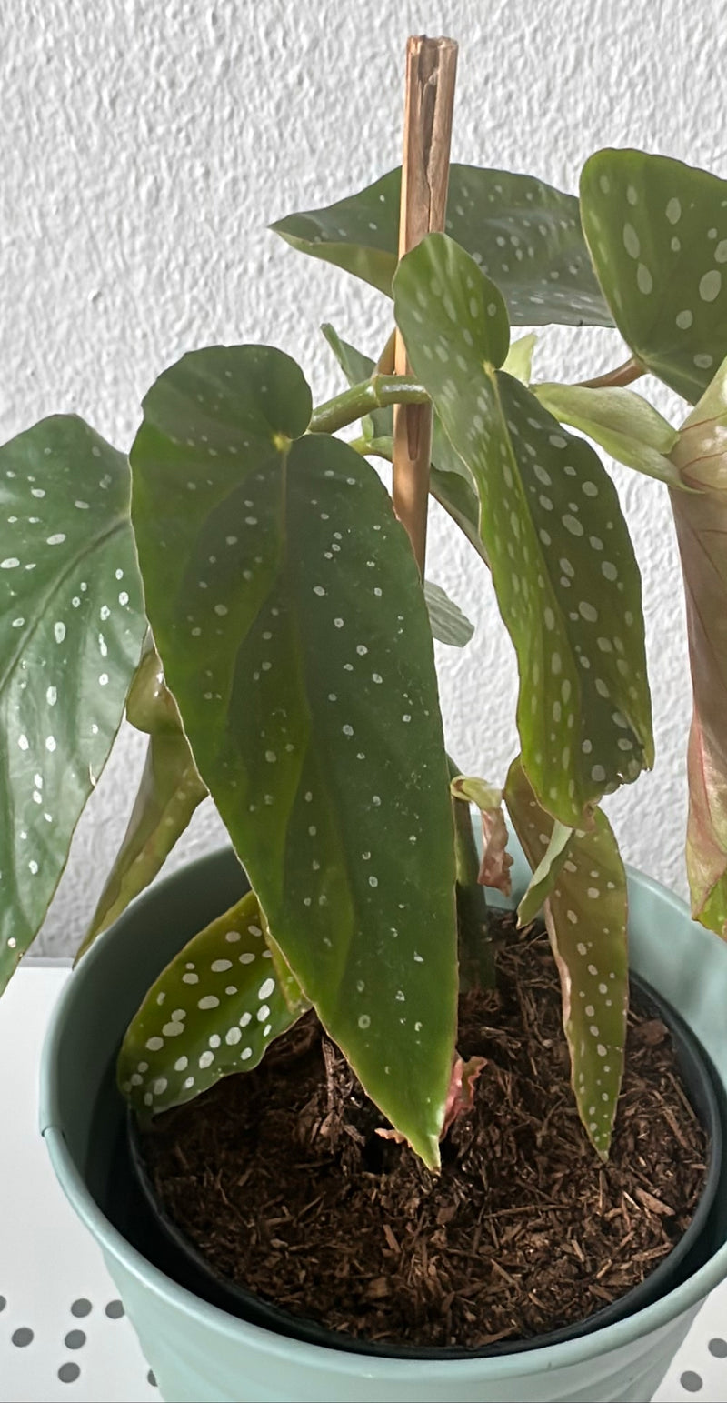 Forellenbegonie — Bild 3