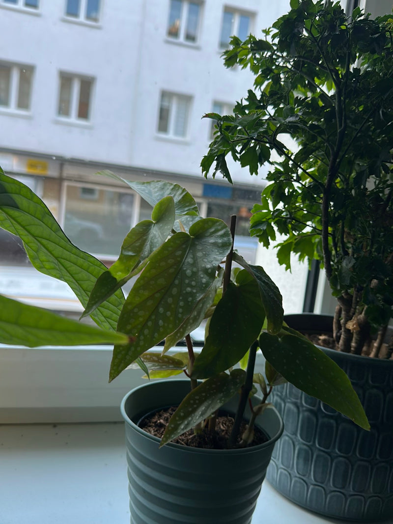 Forellenbegonie — Bild 2