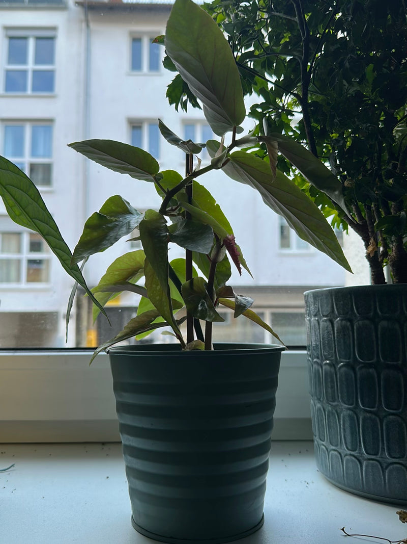 Forellenbegonie — Bild 1