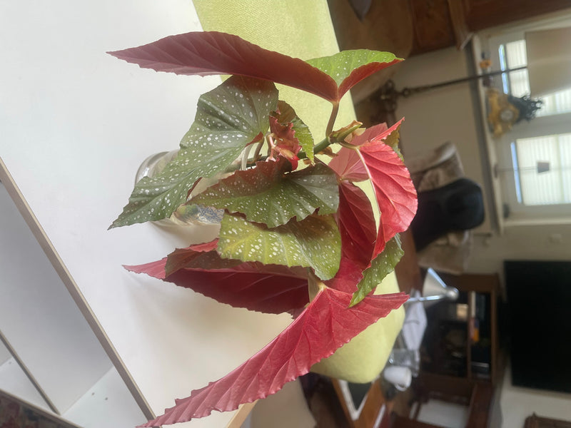 Forellenbegonie — Bild 5
