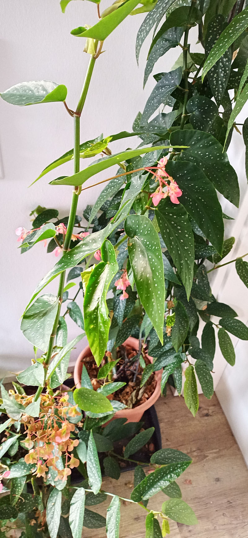 Eine blühende Forellenbegonie mit charakteristisch weiß getupften grünen Blättern und rosa Blütenständen im Pflanztopf.