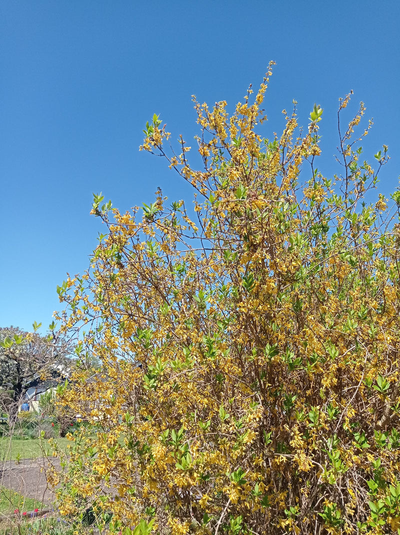 Forsythie — Bild 1