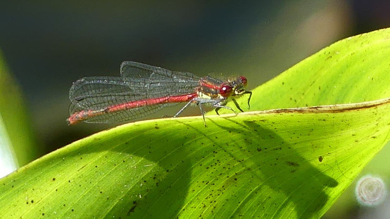Frühe Adonislibelle — Bild 2