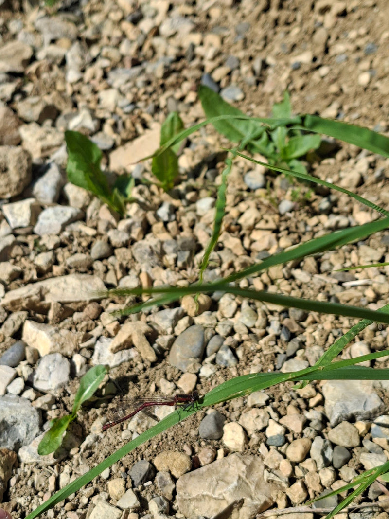 Frühe Adonislibelle — Bild 1