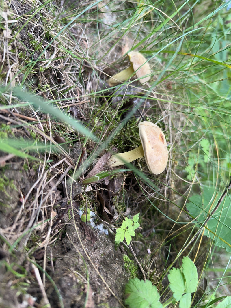 Früher Ackerling — Bild 3