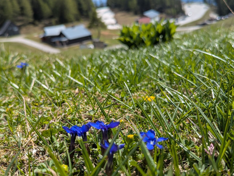 Frühlings-Enzian — Bild 1