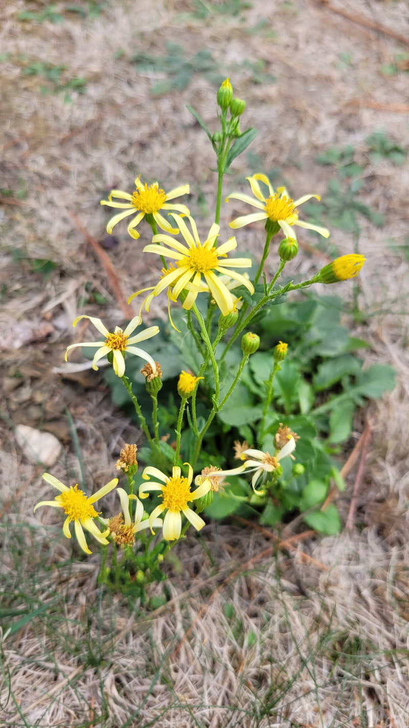 Eine blühende Pflanze des Frühlings-Greiskrauts mit mehreren gelben Blütenkörben und Knospen auf trockenem Grund.