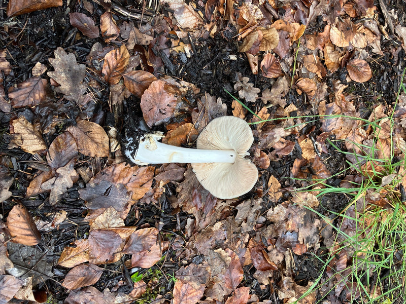 Frühlings-Knollenblätterpilz — Bild 1