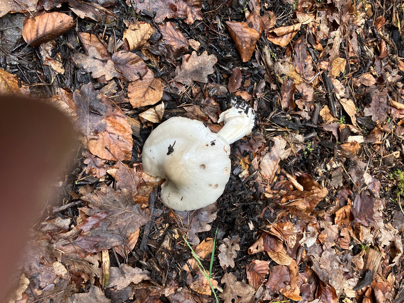 Frühlings-Knollenblätterpilz — Bild 2