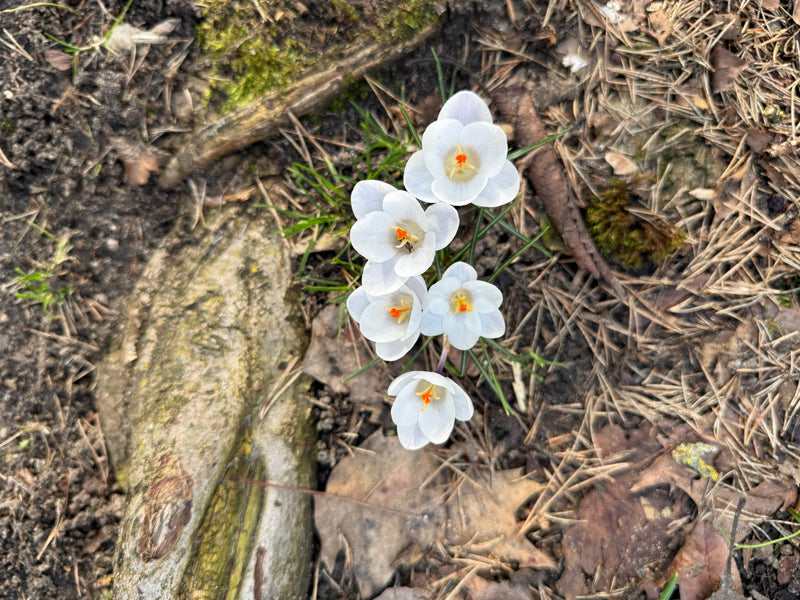 Frühlings-Krokus — Bild 1