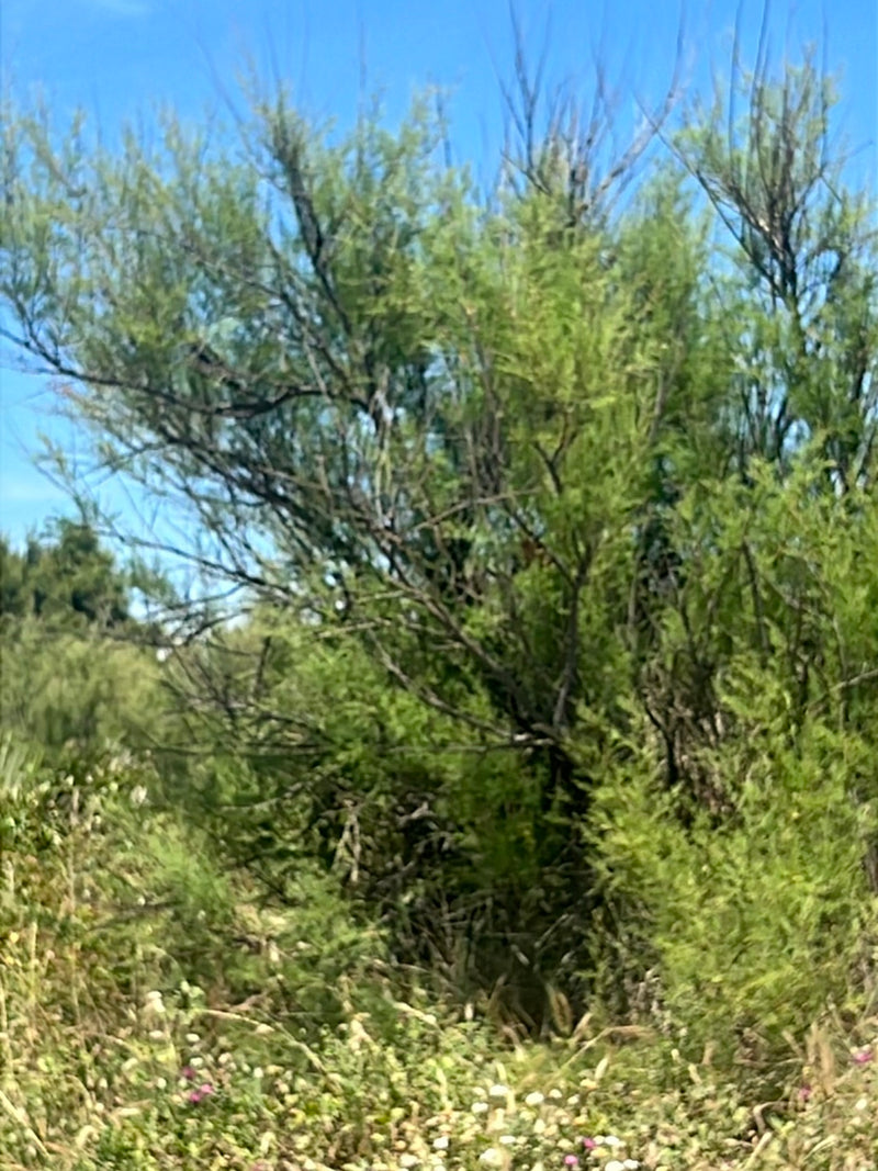 Französische Tamariske — Bild 3